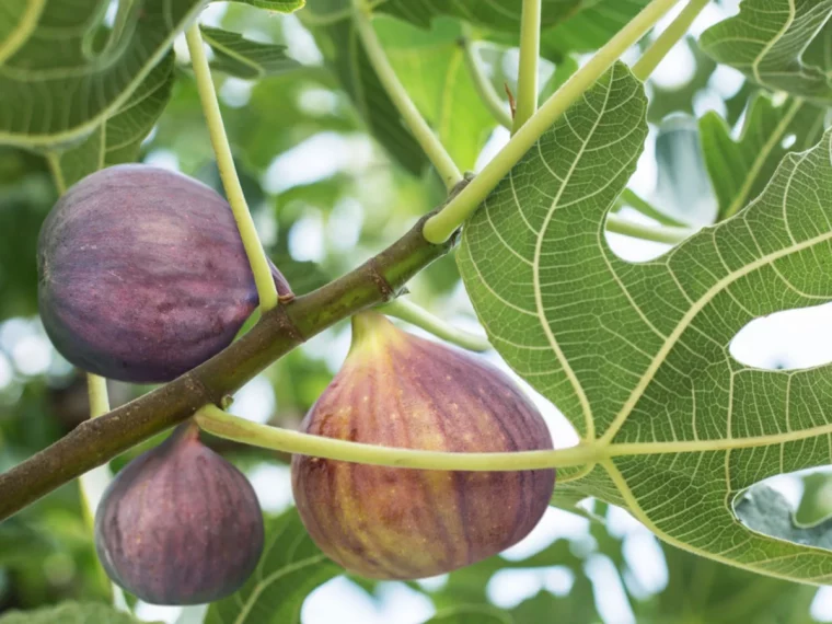 drei lila feigen auf grünem feigenbaum