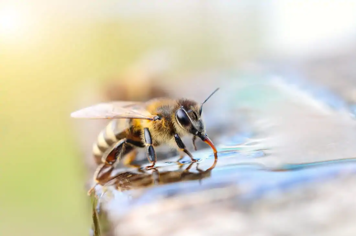 erstaunliche enthuellungen von wildlebenexperten ueber bienen rettung