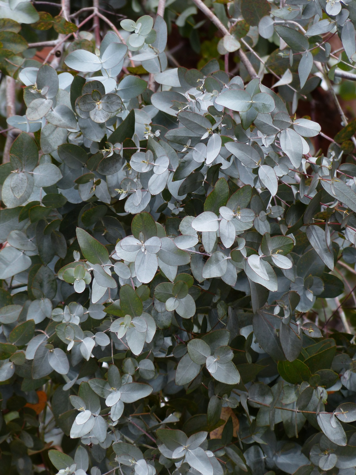 eukalyptus vermehrung einfachste methode tipps