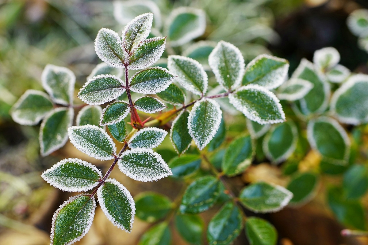 frostschutz fuer pflanzen im winter gartenpflanze gruene blaetter abgedeckt mit frost