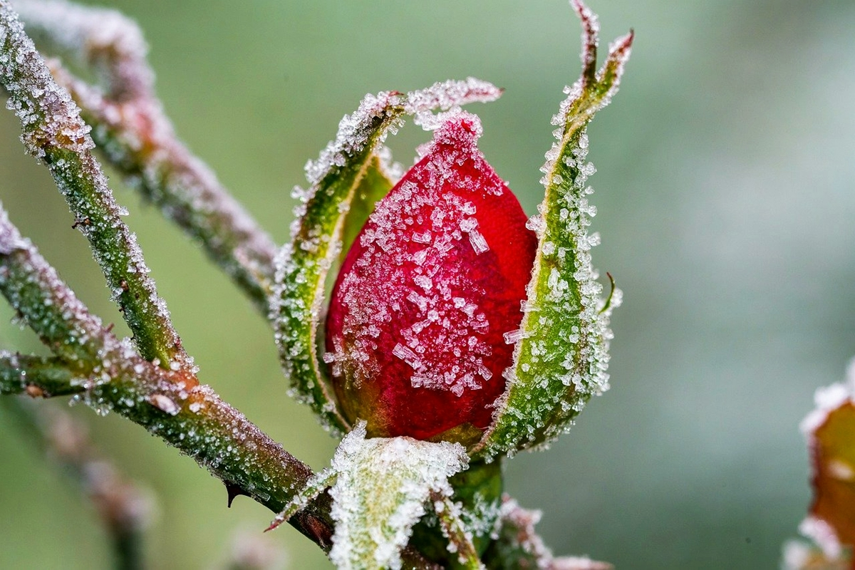 frostschutz fuer pflanzen rote rose abgedeckt mit frost winter