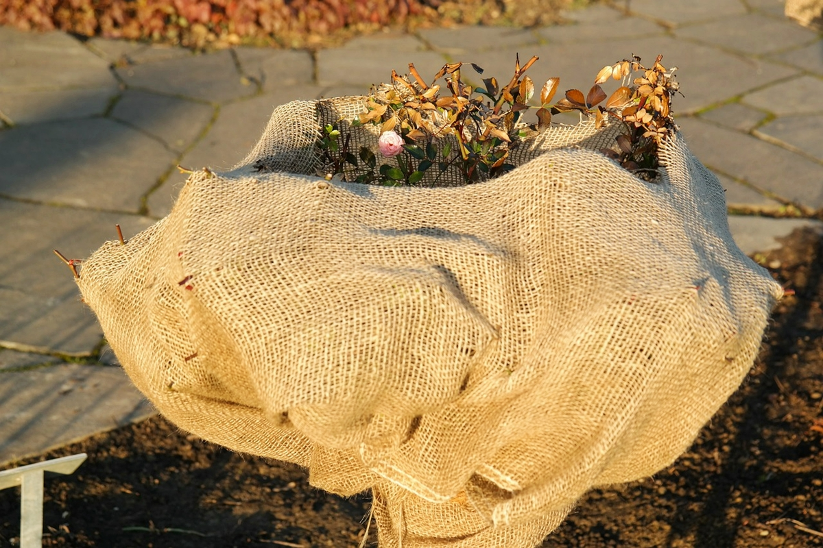 frostschutz fuer pflanzen selber machen gartenpflanze mit leinendecke