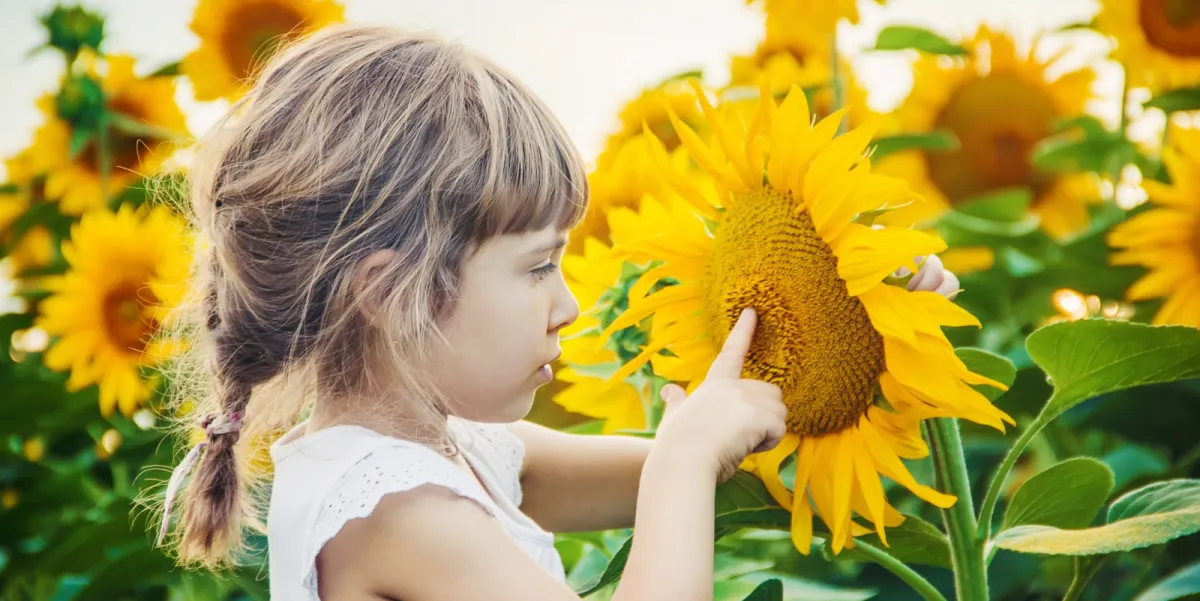 gärtnern mit kindern schnell wachsende pflegeleichte pflanzen wählen sonnenblumen