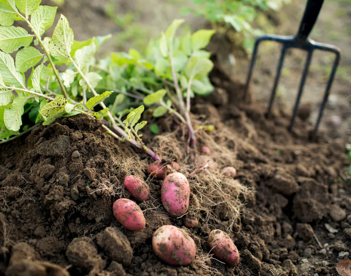 gartenarbeit im september kartoffeln ausgraben einlagern