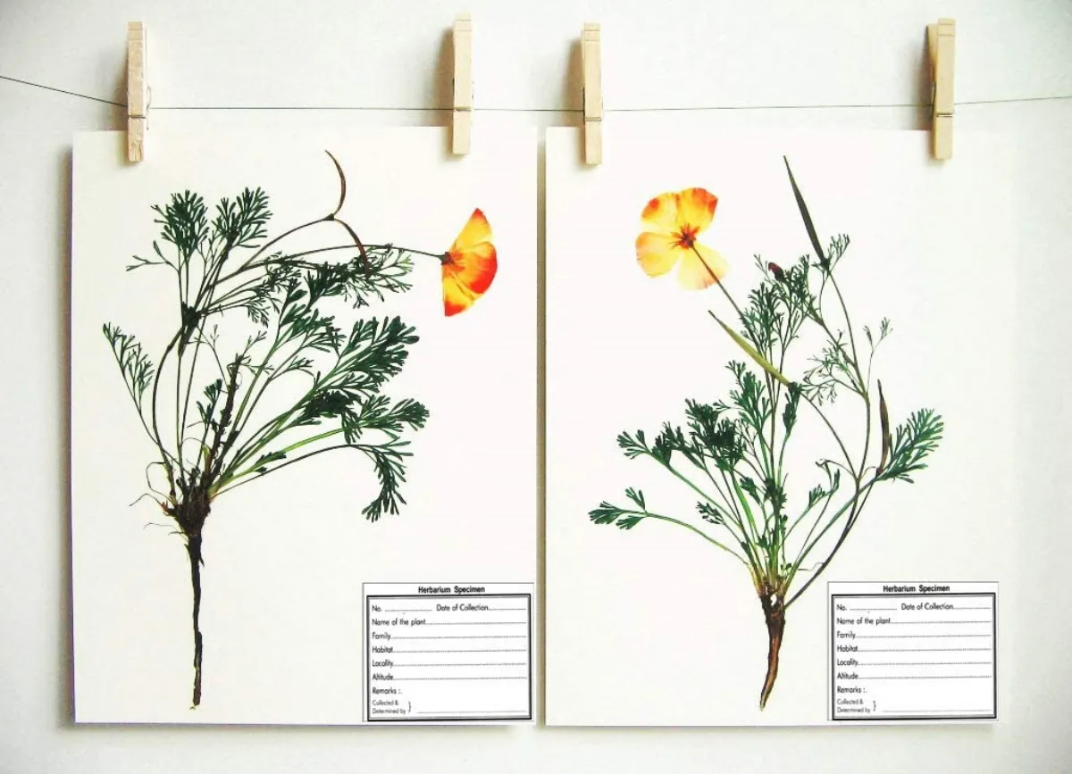 herbarium anlegen mit kindern blüten und blätter verschiedener pflanzen