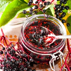 holunderbeeren ernten und verwenden marmelade zubereiten