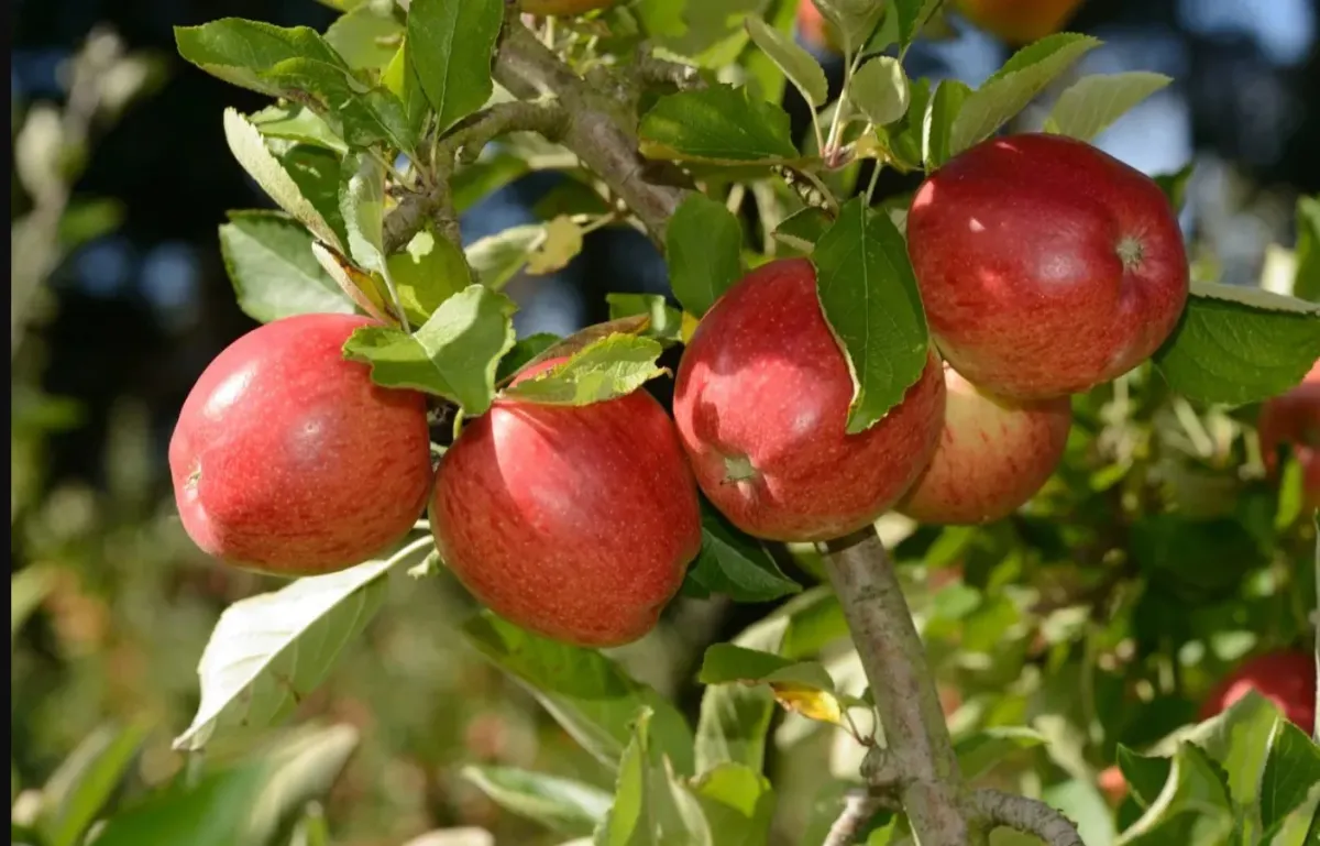 im september späte äpfel und birnensorten ernten