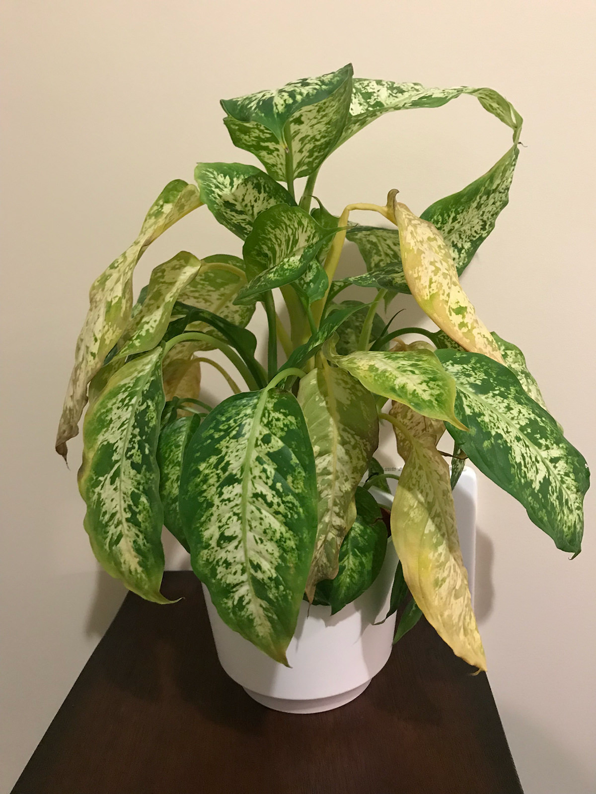 imgur dieffenbachia gelbe blaetter