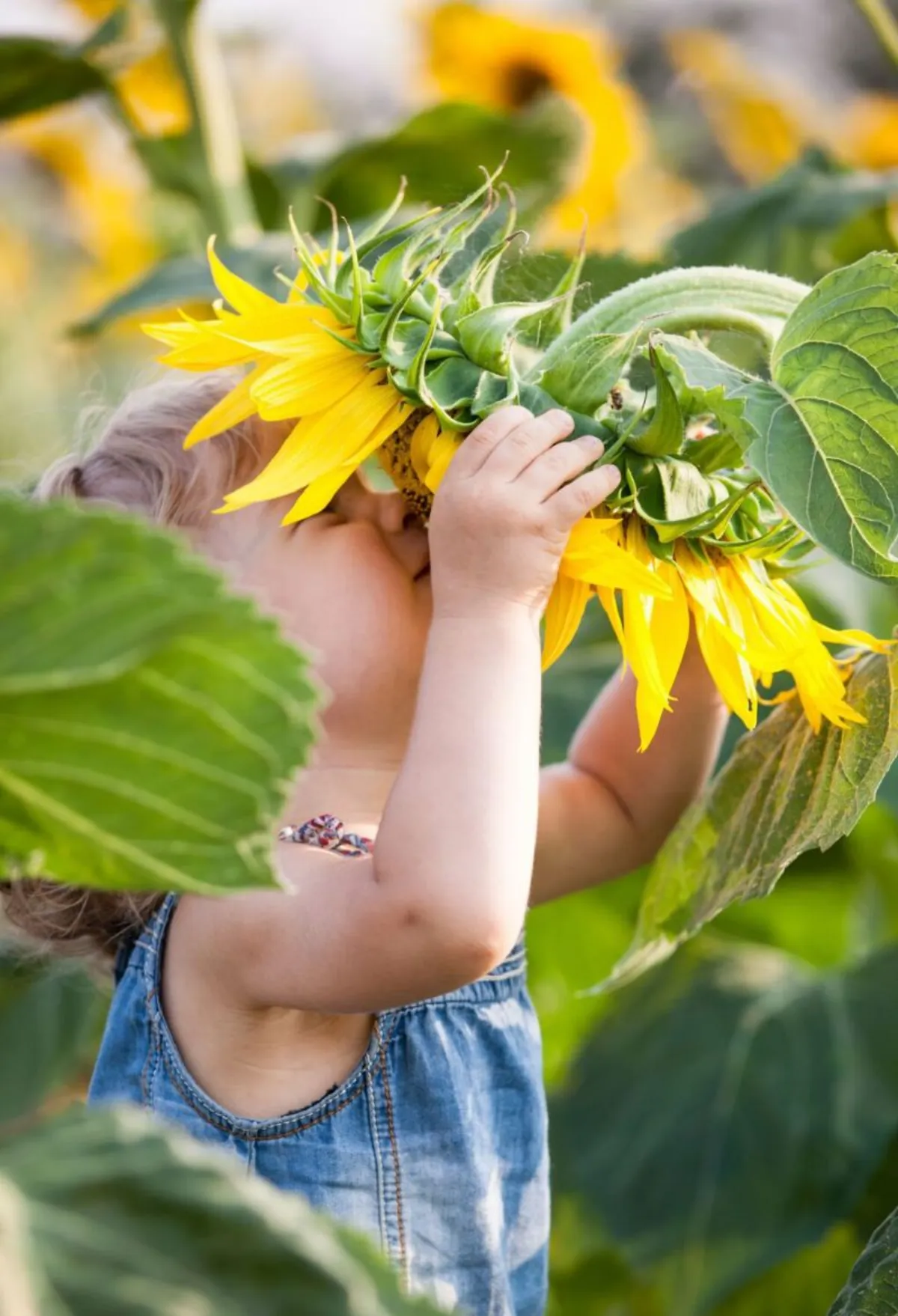kleiner junge mit sonnenblumen gartenarbeit mit kindern