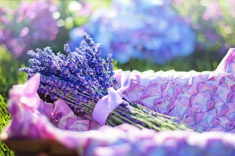 lavendel wann schneiden für duftsaeckchen