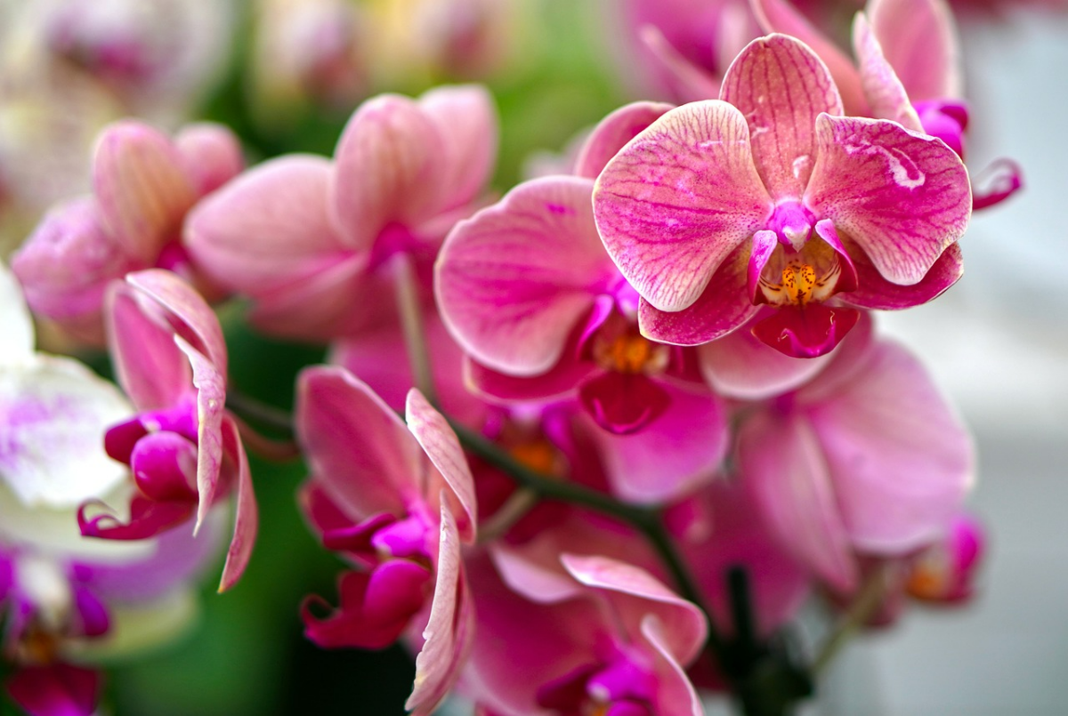 lebensdauer von orchideen ueppige bluete viele blueten