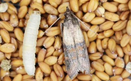lebensmittelmotten welche lebensmittel was hilft am besten gegen lebensmittelmotten larve und erwachsene motte