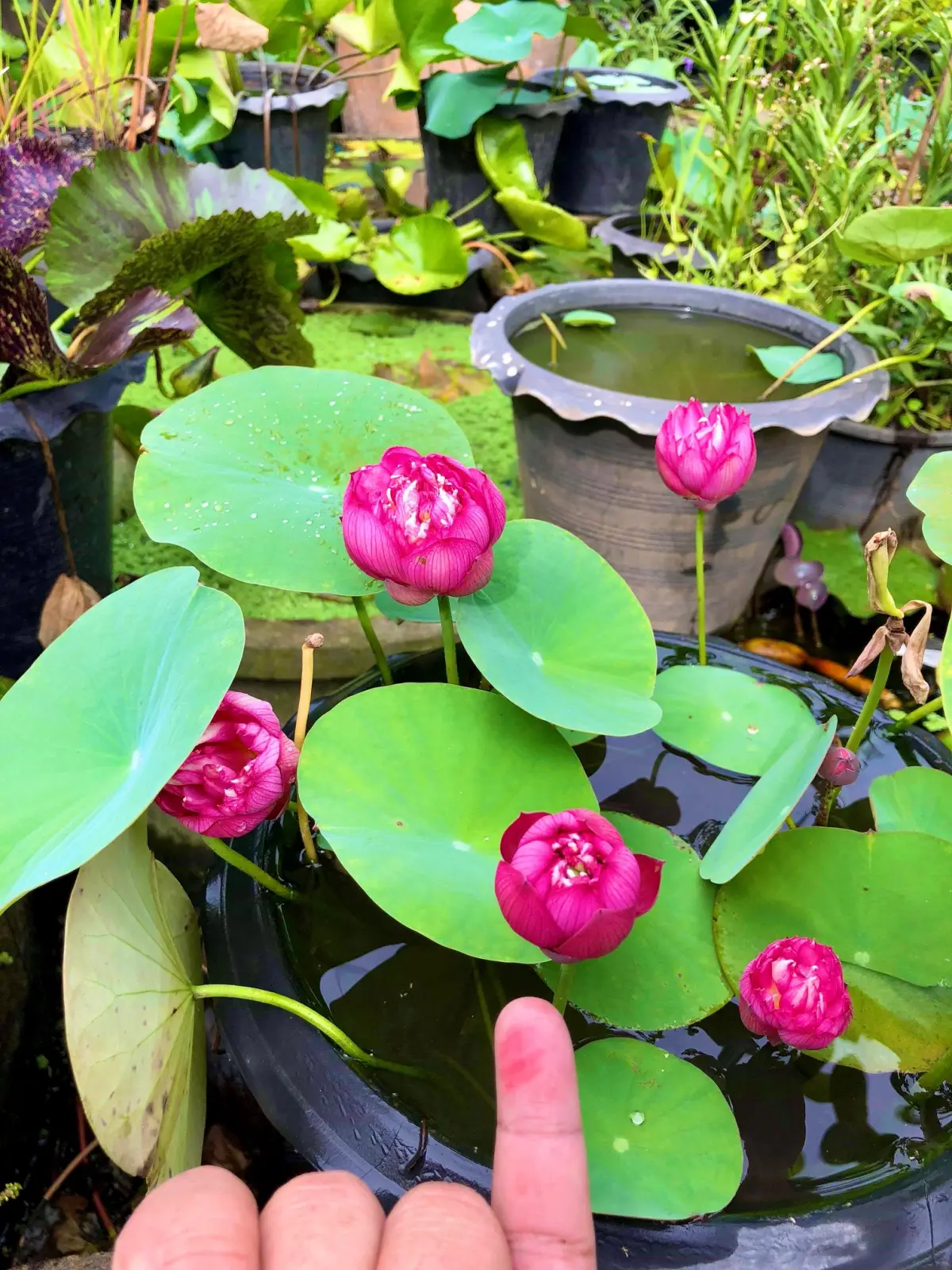 lotus pflanze zu hause bluehende lotuspflanze pink blueten praechtig