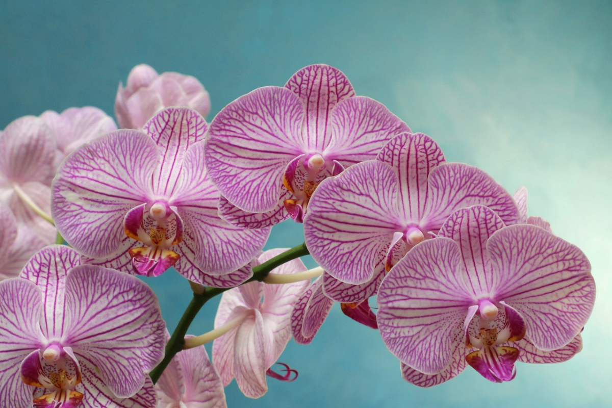 orchidee lebensdauer pflanze mit weiss rosa blueten