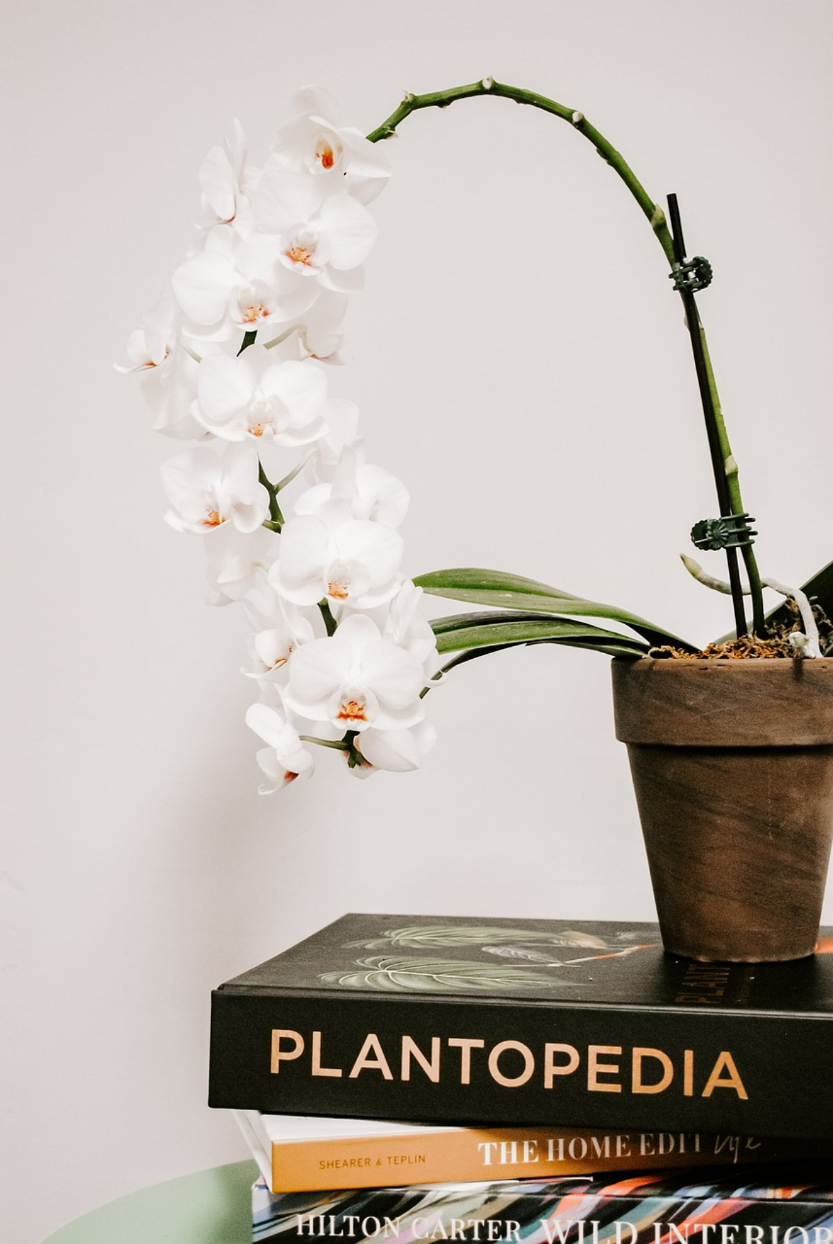 orchidee standort wohnung orchideenpflanze mit weissen blueten