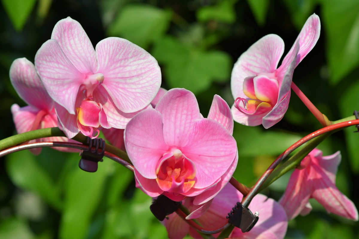 orchideen pflege grossen babyrosa blueten garten