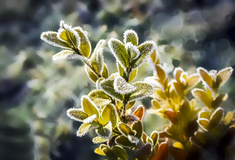 pflanzen vor frost schuetzen gartenstauch kaelte