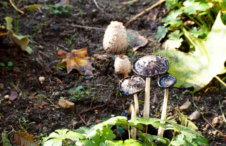 pilze im gemüsegarten wie problem beseitigen boden verbessern