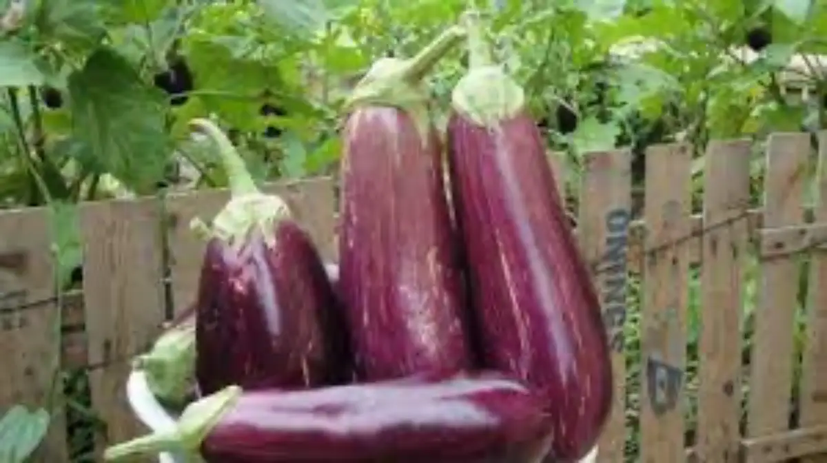 reife aubergine von innen wie aubergine reif erkennen