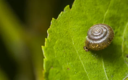 schneckenfalle im garten schnecke auf blatt