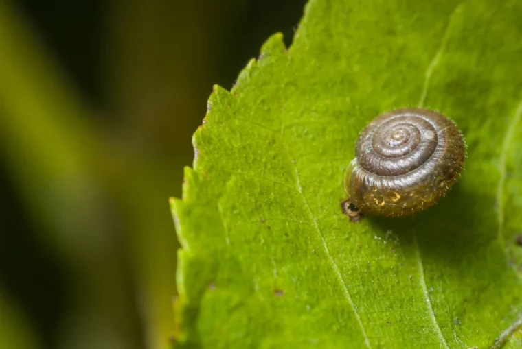 schneckenfalle im garten schnecke auf blatt