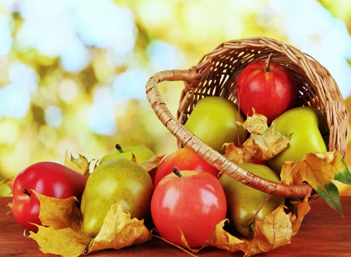 späte apfel und birnensorten im september ernten