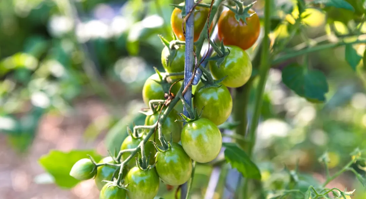 tomaten grün ernten nicht auf reifung am strauch warten