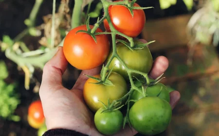 tomaten grün ernten richtig lagern ernte retten