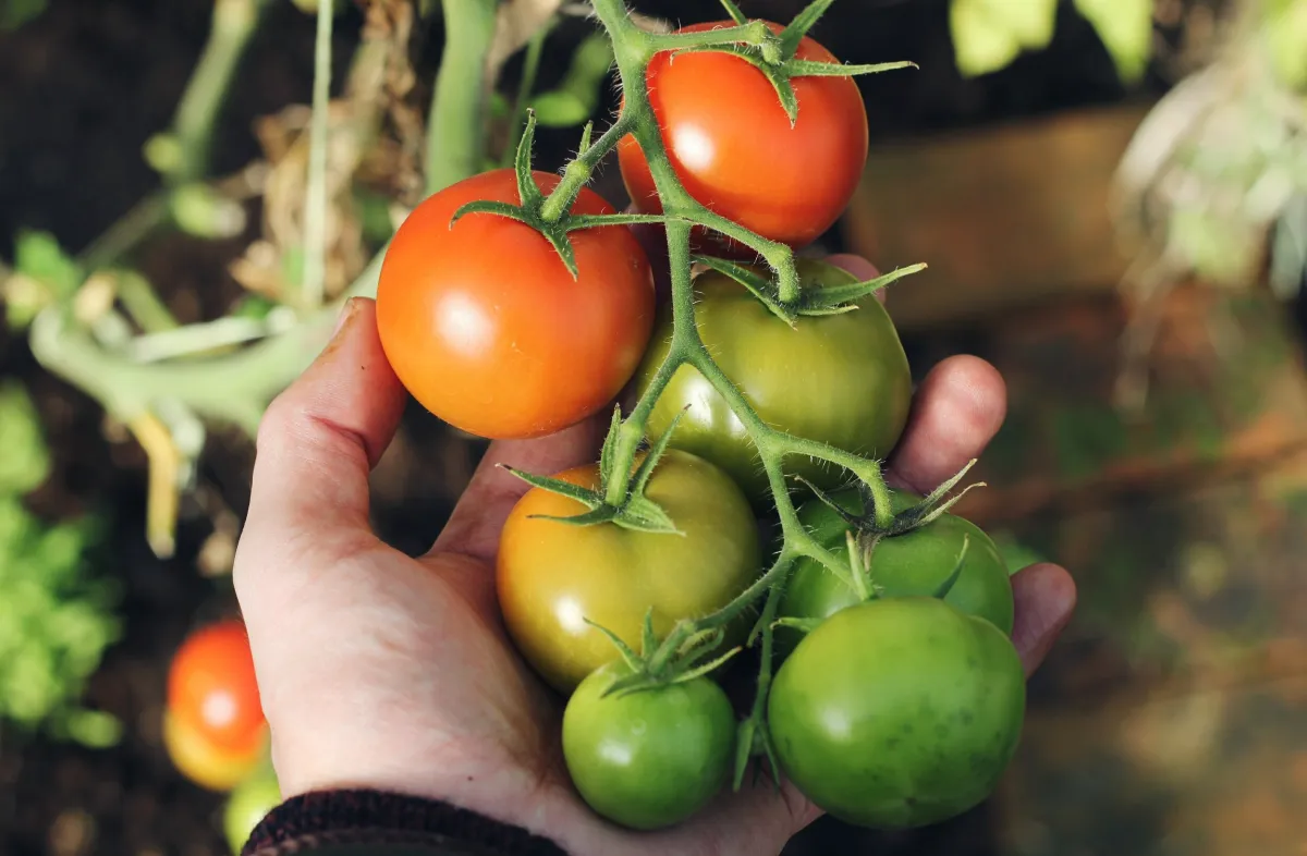 tomaten grün ernten richtig lagern ernte retten