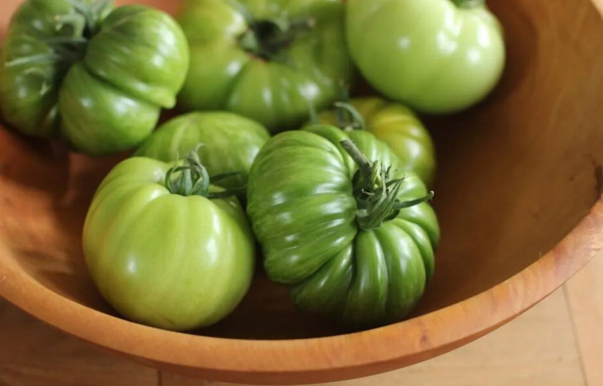 tomaten reifen lassen in einem gut belüfteten und ausreichend feuchten raum