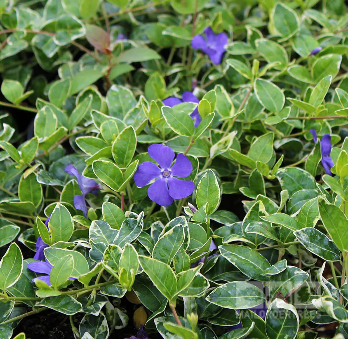 vinca minor pflegeleichter bodendecker winterhart