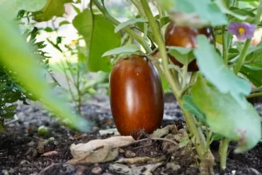 was darf man nicht neben auberginen pflanzen aubergine zu ernte leicht braun