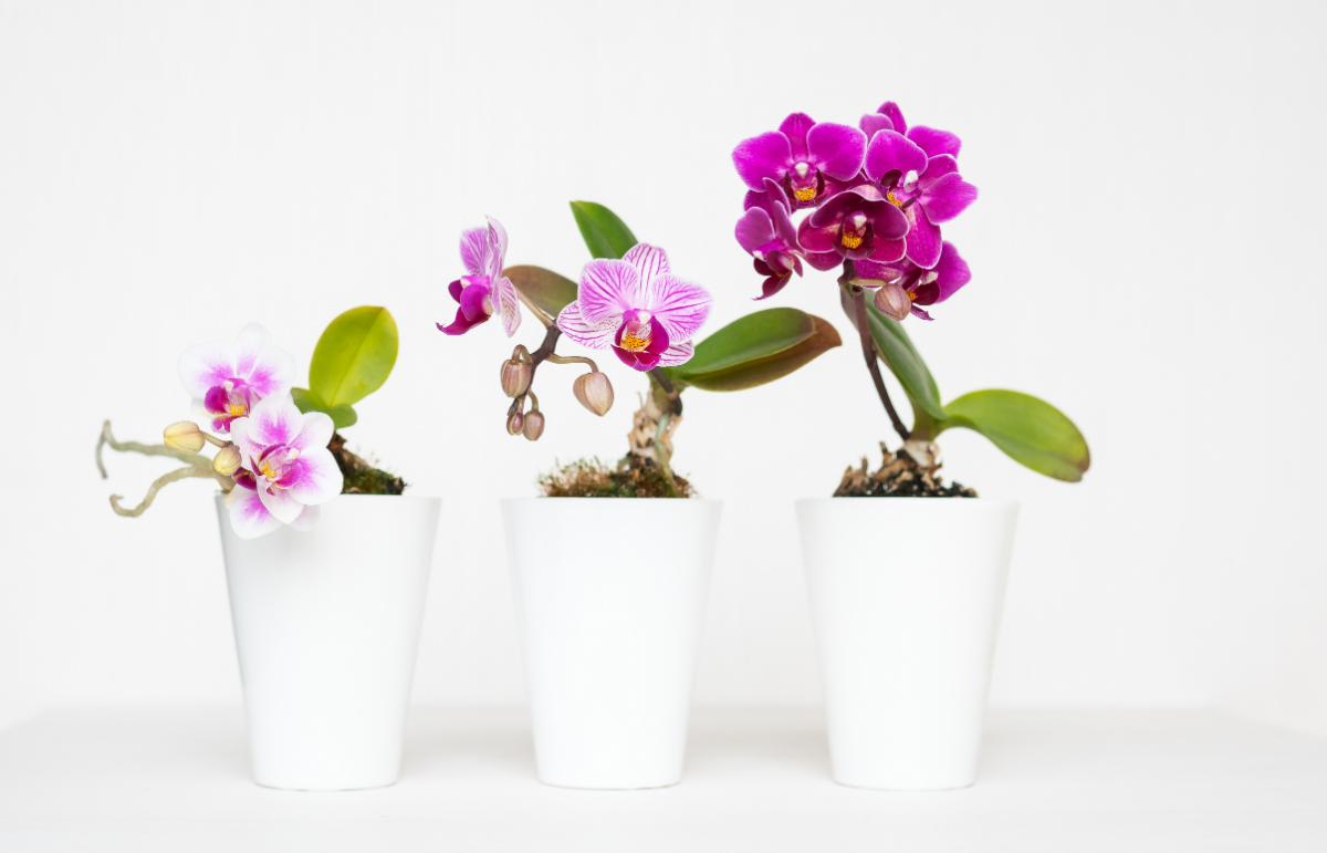 wie alt werden orchideen lebensdauer hauspflanzen