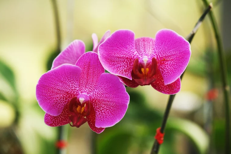 wie lange halten orchideen bei richtiger pflege