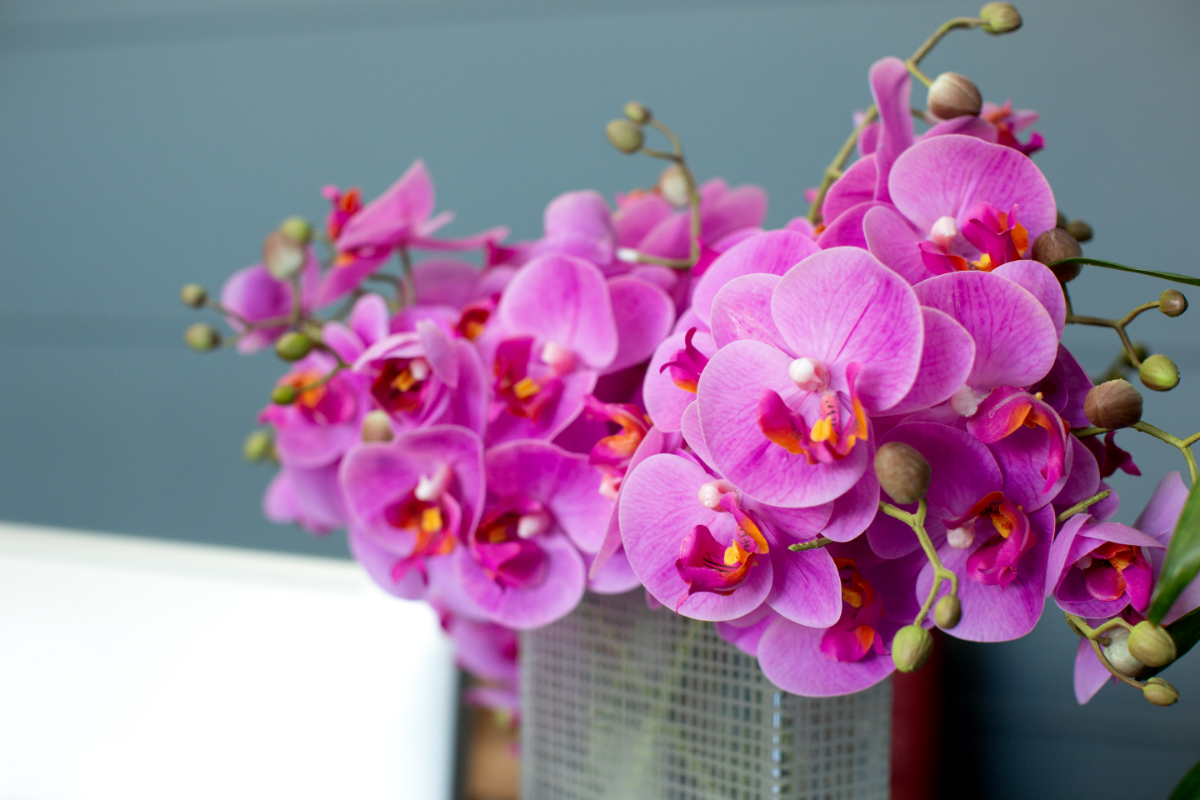 wie lange leben orchideen pfanze mit rosa blueten