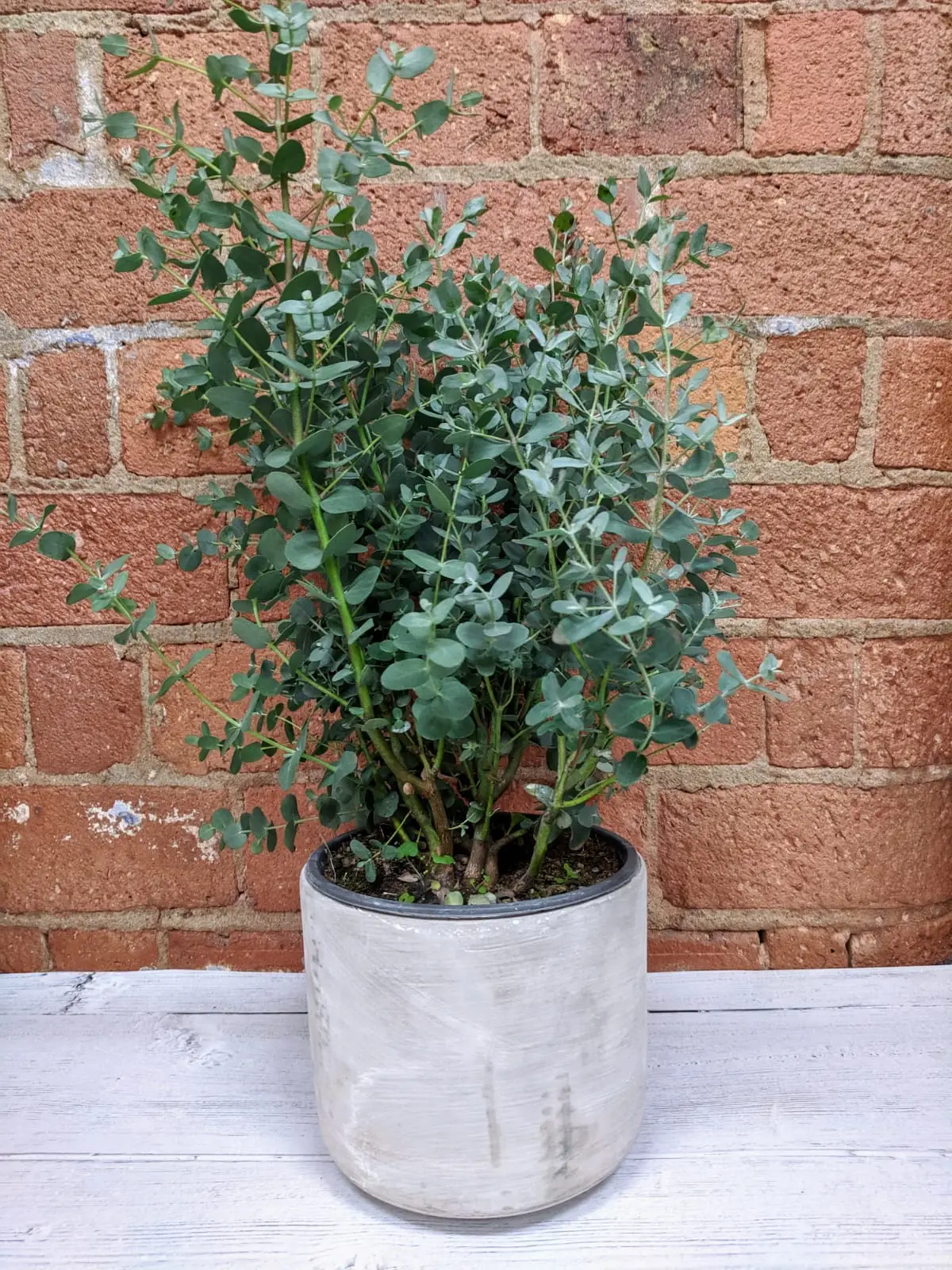 wie pflege ich einen eukalyptus im topf eukalyptus pflanze in keramiktopf