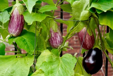 wie sieht reife aubergine aus aubergine reifetest frische auberginen zum ernten