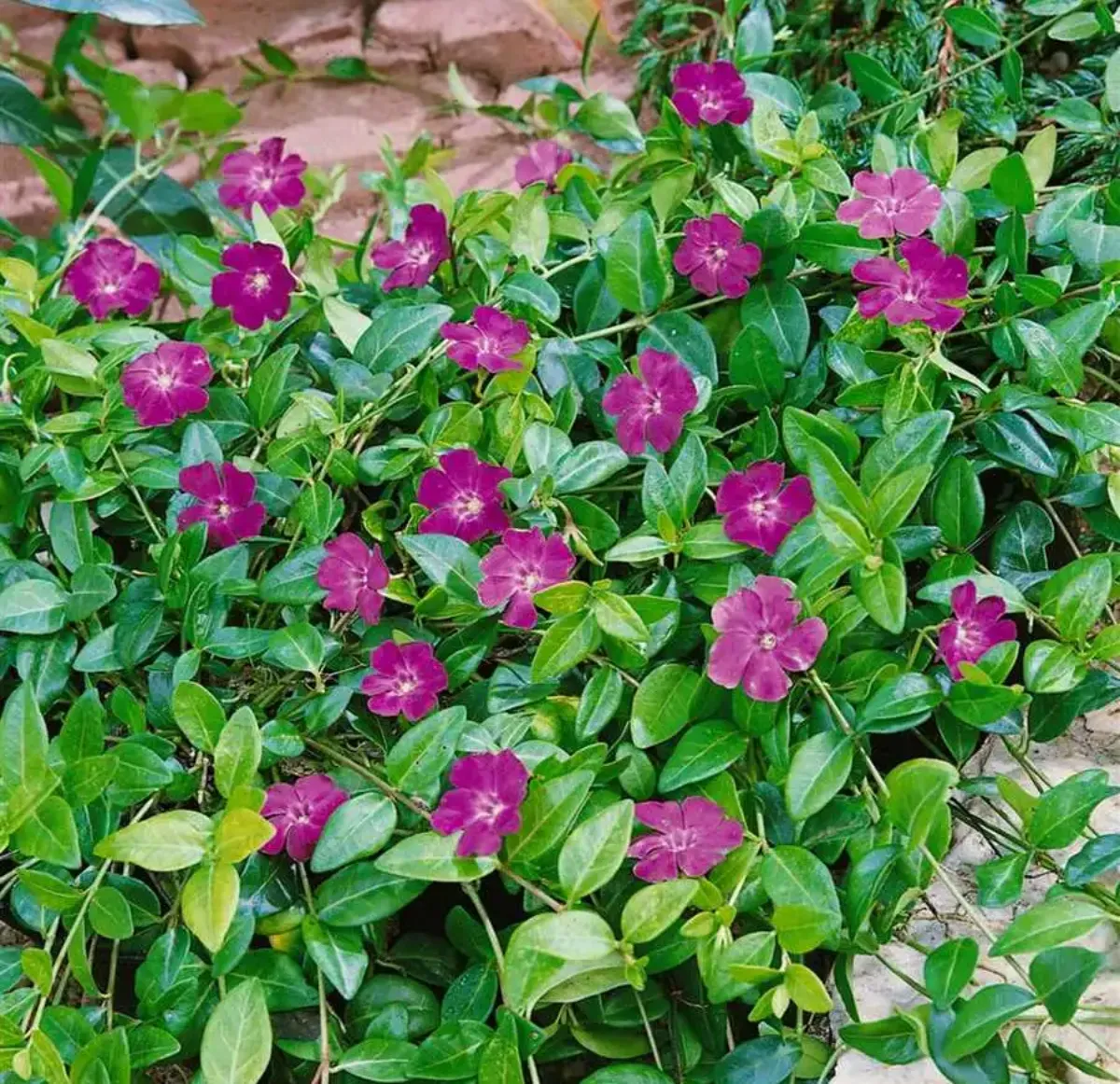 winterharte bodendecker pflegeleicht violette blüten