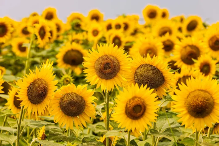 wir sagen wie sonnenblumen vermehren