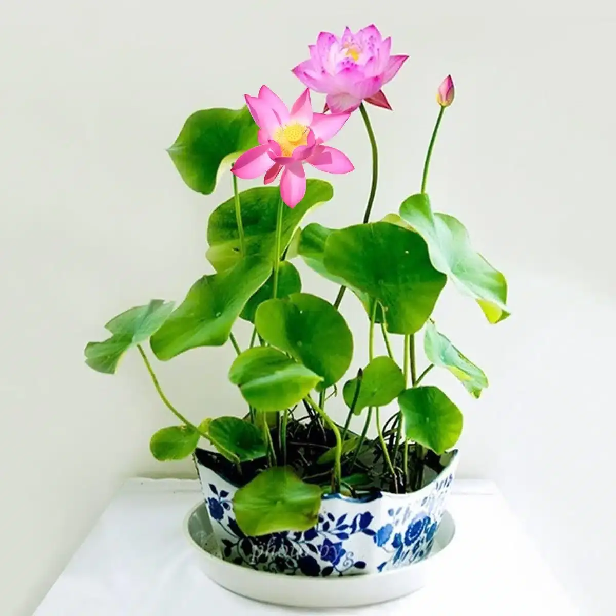 wo waechst eine lotusblume lotuspflanze im topf pflegen keramiktopf mit lotusbluete rosa