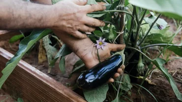 woran erkennt man reife auberginen mann zeigt wie reife aubergine aussieht