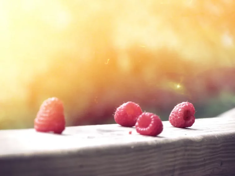 himbeeren duengen im fruehjahr oder herbst