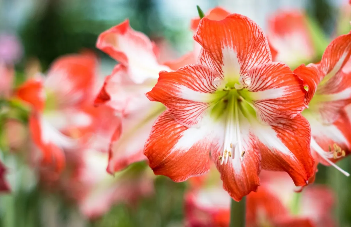 amaryllis blüten rot und weiß blütezeit im sommer