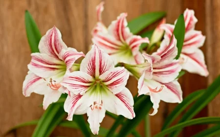 amaryllis große schöne blüten weiß und rosa