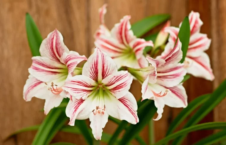 amaryllis große schöne blüten weiß und rosa