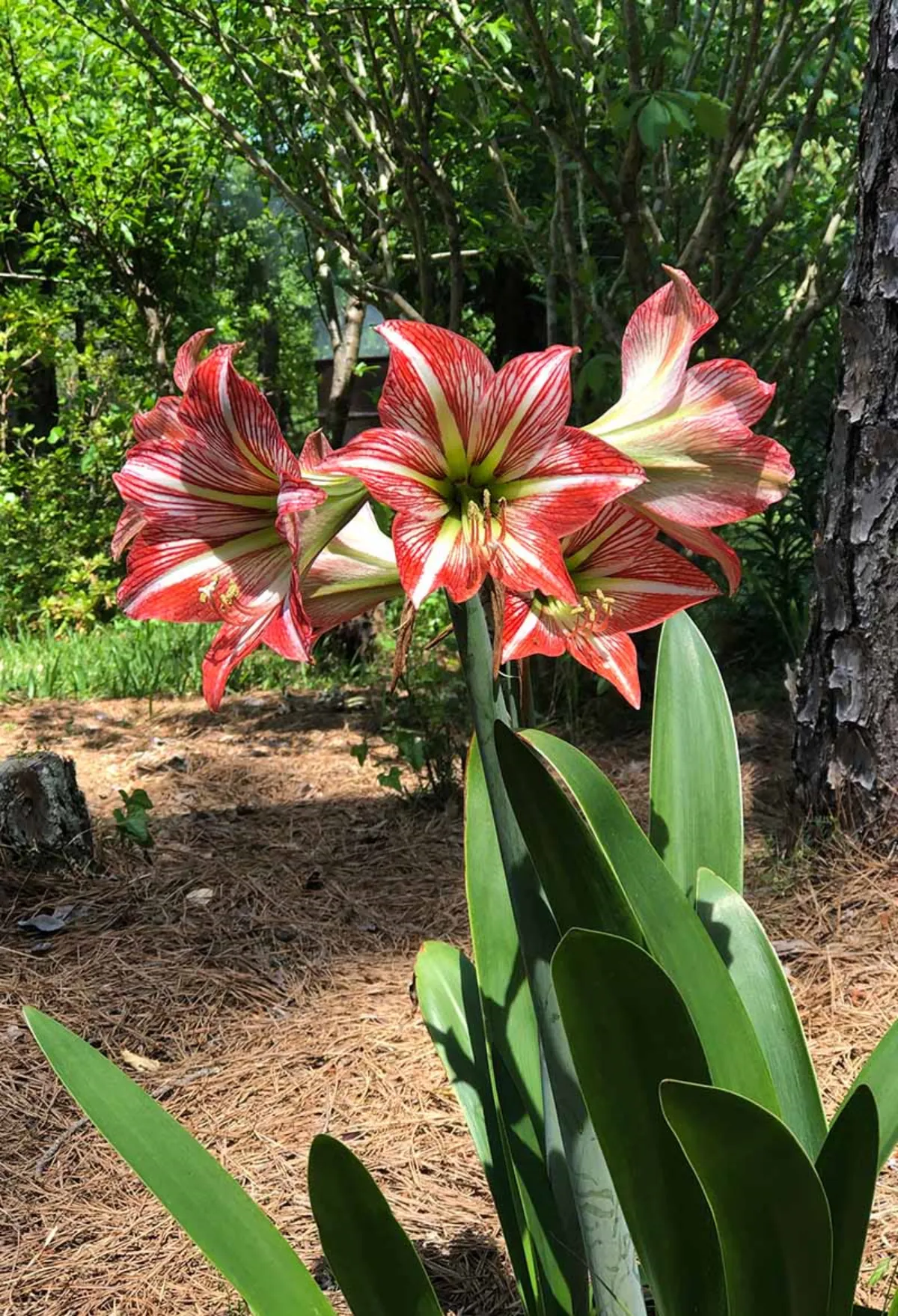 amaryllis pflegen im garten gestreifte blüten rosa weiß