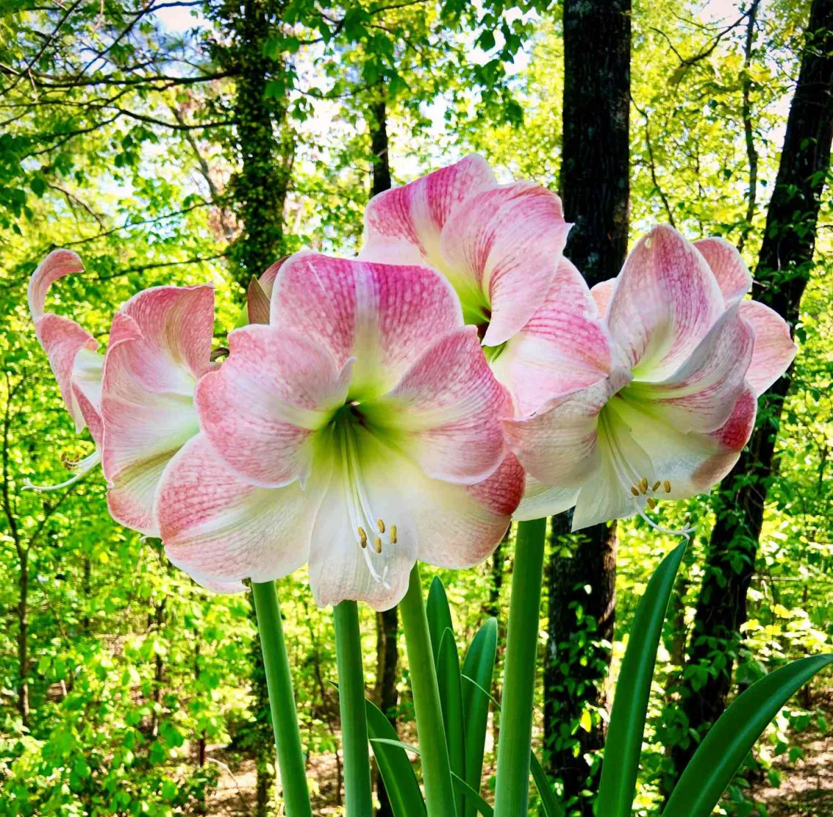 amaryllis überwintern pflanze erholt sich nach der blütezeit