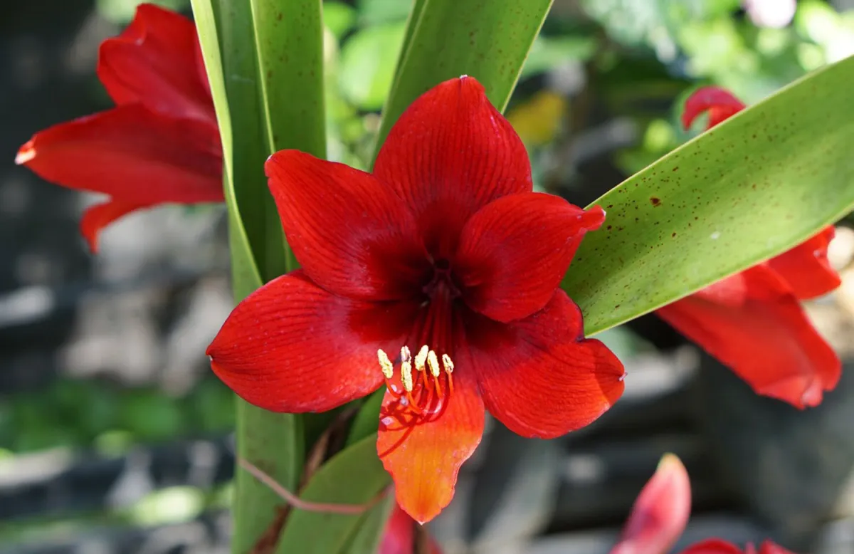 amaryllis überwintern ruhepause im winter vorbereitungszeit