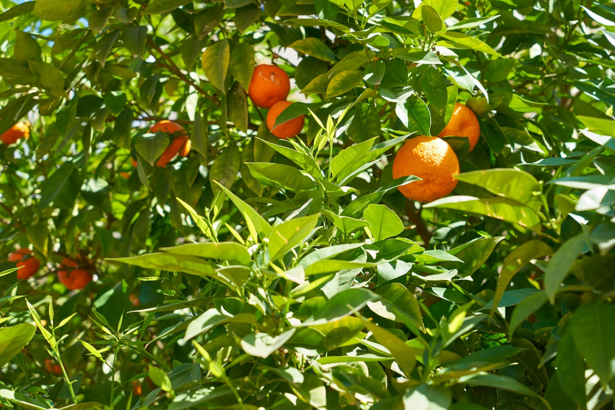 baum mit zitrusfruechten zitrusbaum pflege tipps