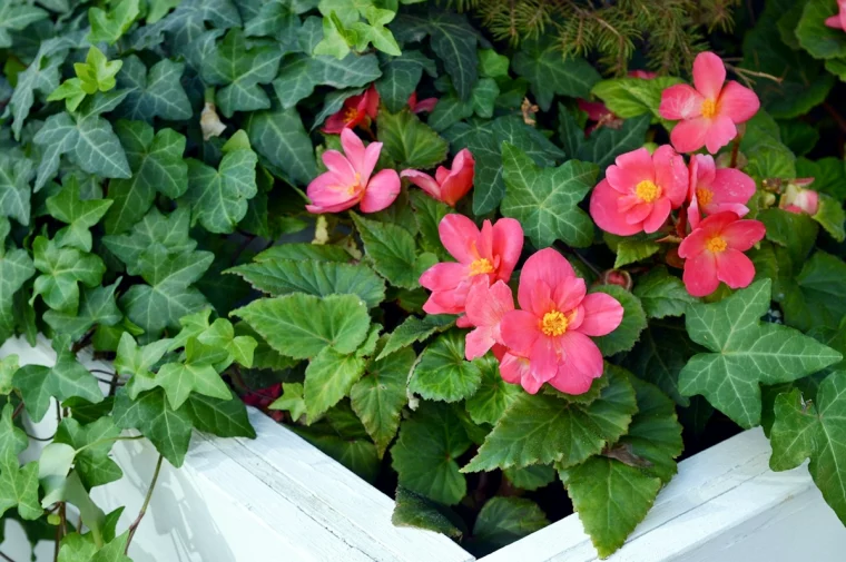 begonie im topf ueberwintern gartenblume in weissem beahaelter